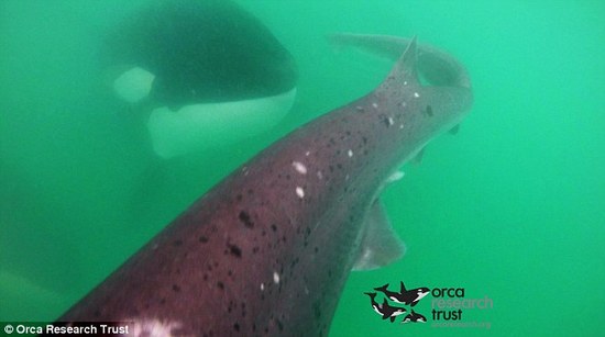 2米长鲨鱼遭16只虎鲸追杀 把自己甩上岩石得保命