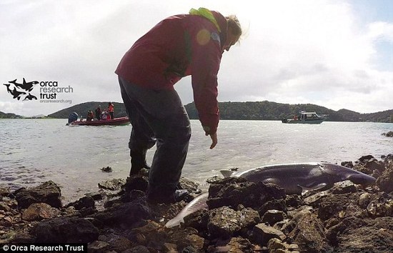 2米长鲨鱼遭16只虎鲸追杀 把自己甩上岩石得保命